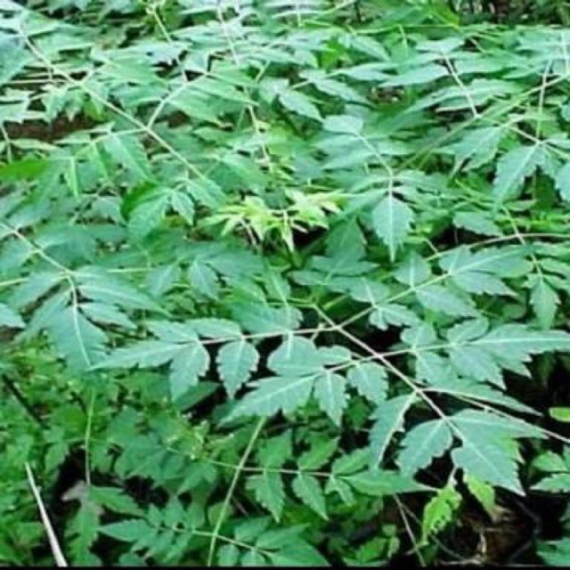 

SAHABATANI Obat darah tinggi daun mindi segar 1kg terbaik Promo Termurah Terlaris