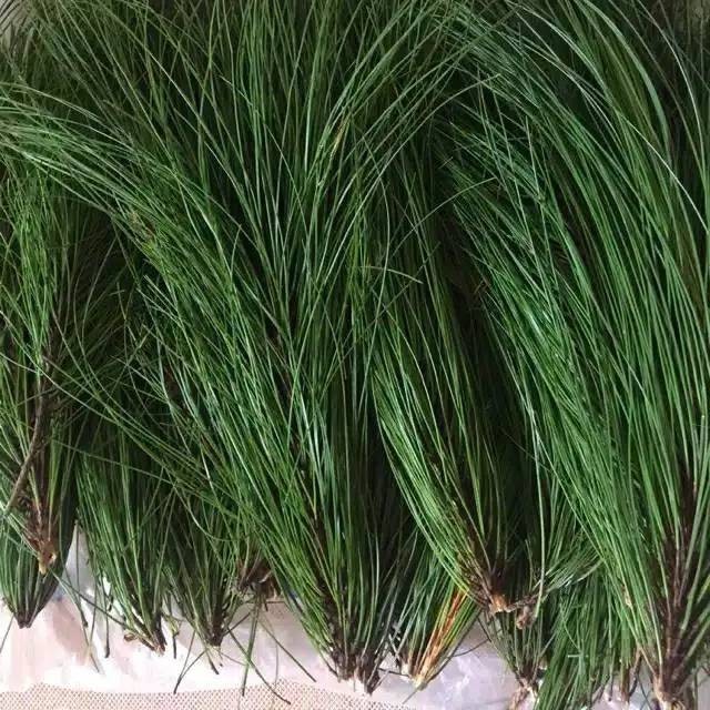 

SAHABATANI Daun pinus segar murah 1kg TERBAIK Promo Termurah Terlaris
