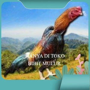 

telur ayam shamo eropa ori bisa untuk di tetaskan super garansi