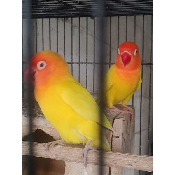 lovebird lutino mata merah ( satuan )