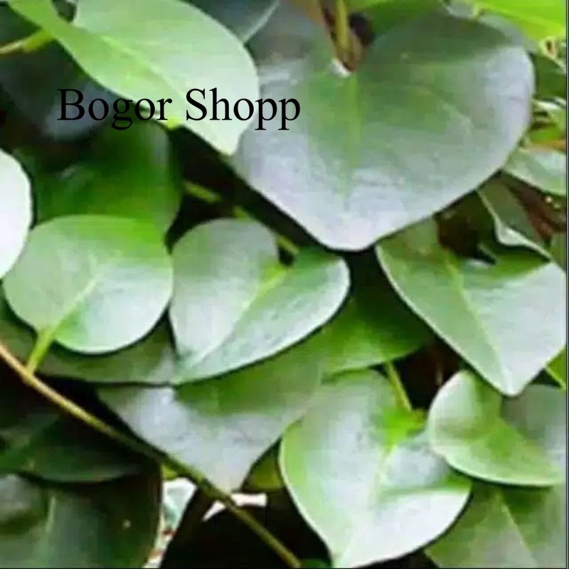 

Promo DAUN BINAHONG MERAH /PER 100 LEMBAR DAN HIJAU SEGAR HEARTLEAF MADERAVINE MADEVINE DENG SAN CHI