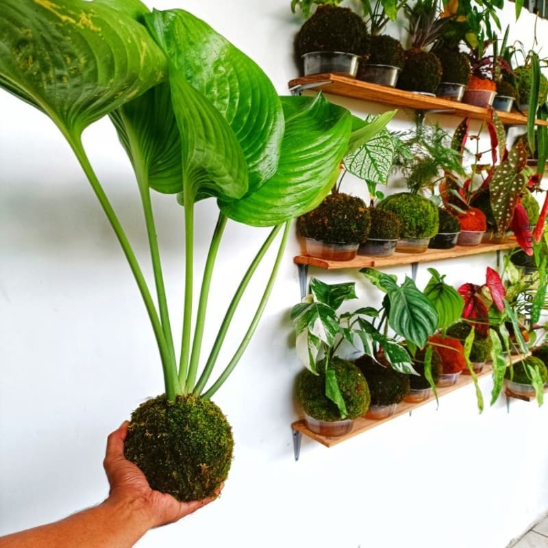 Mossball - Cardwell Lily | Tropical Hosta