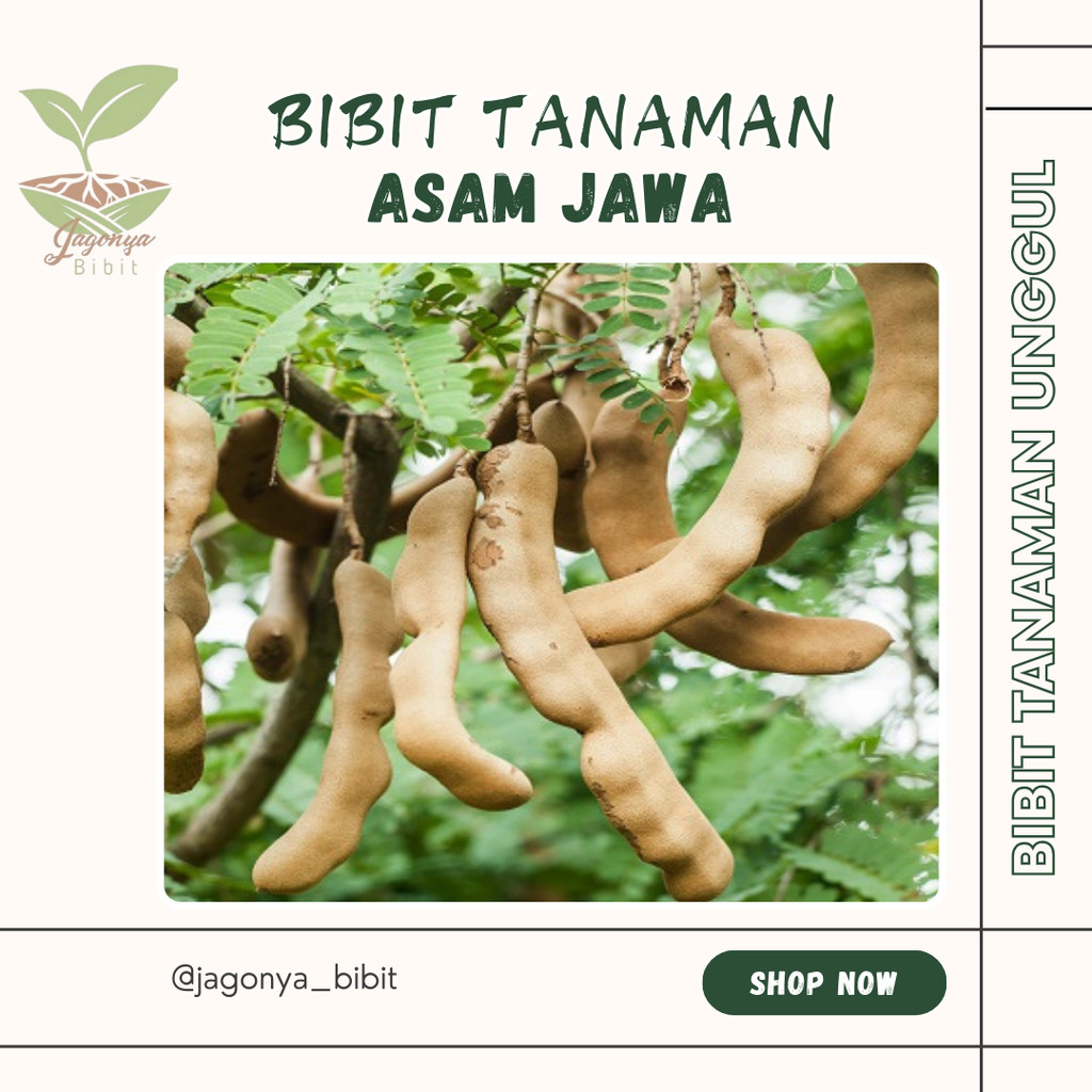 Bibit Tanaman Asem Jawa asam jawa bumbu masak( BELI 5FREE 1)