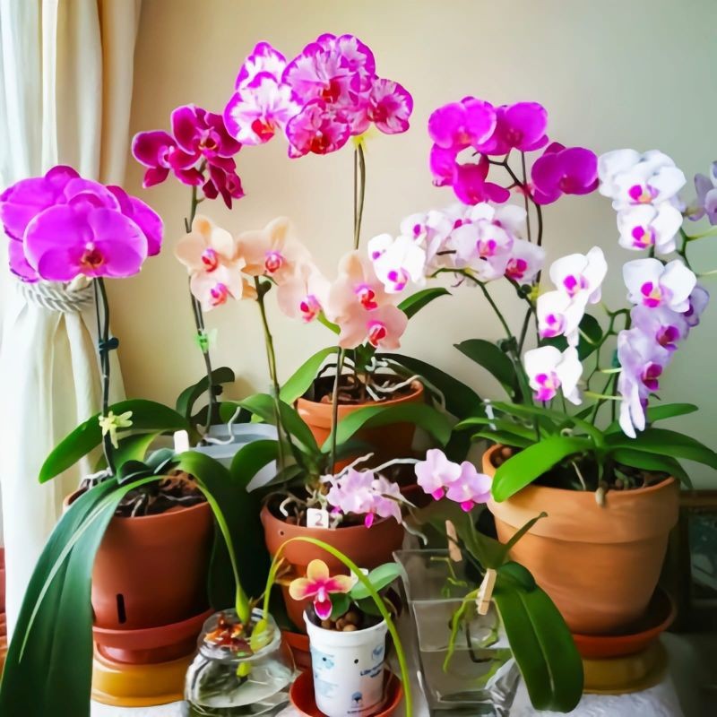 ( BISA COD ) PROMO Bunga Hias Anggrek Bulan JUMBO PREMIUM / Tanaman Hias Anggrek Bulan JUMBO Bunga A