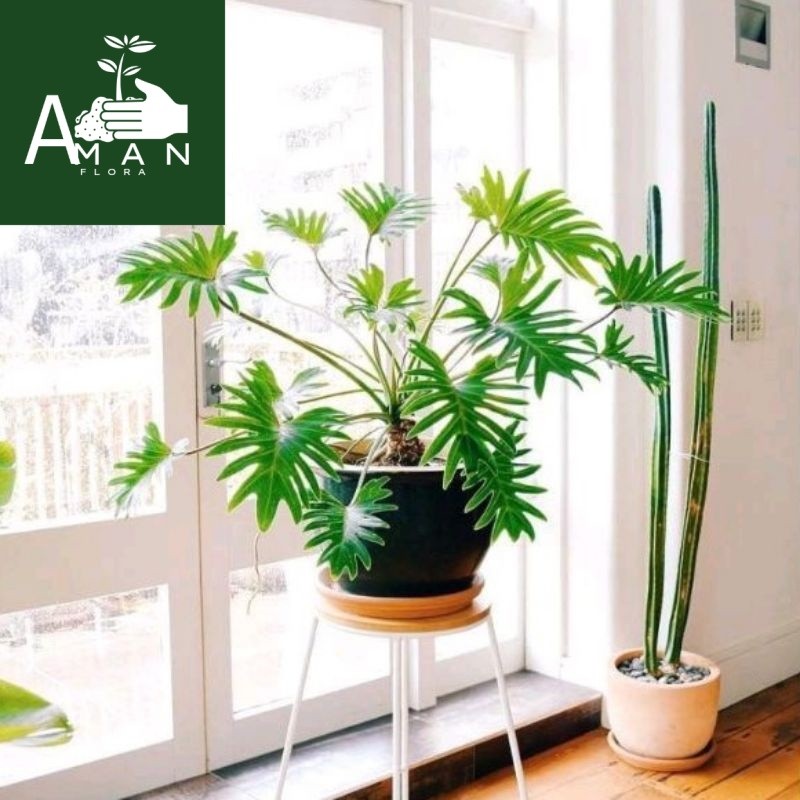 # ( BISA COD ) Philodendroon Xanadu Ukuran Dewasa - Tanaman Hias Philodendron Xanadu Ori / Bunga Hia