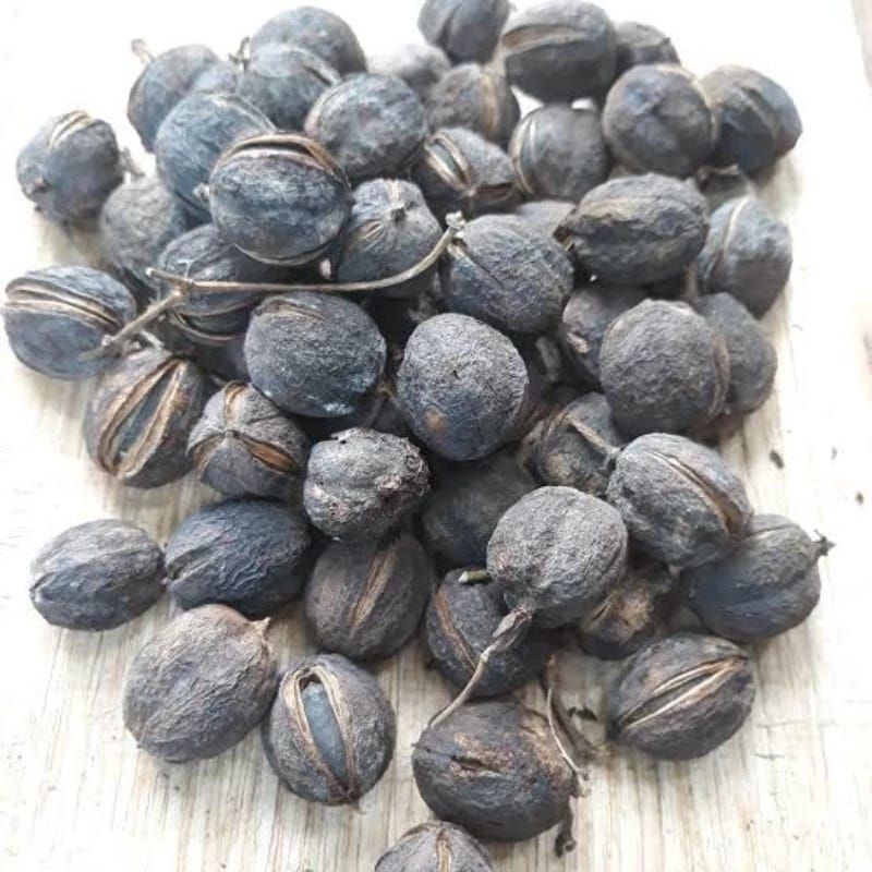 NEW.. biji jarak pagar