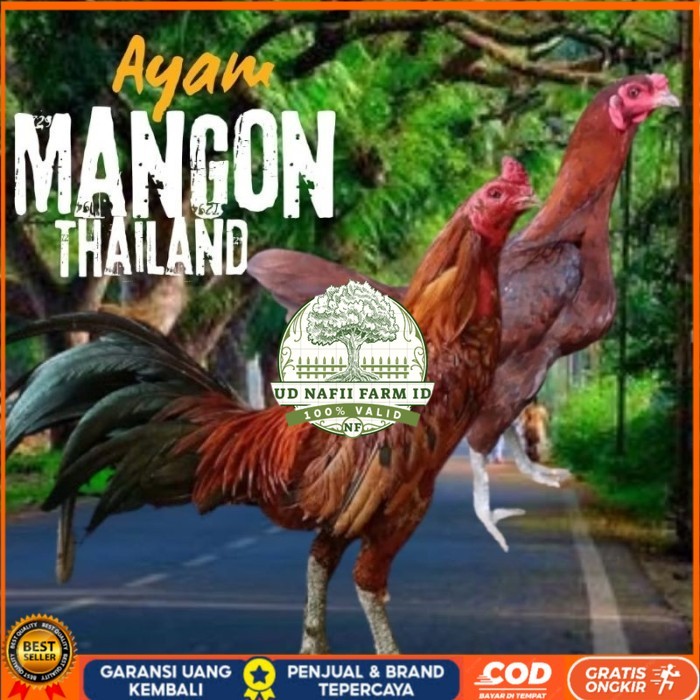 telur ayam mangon Ori Thailand petarung bisa untuk di tetaskan original berkualitas UD NAFII FARM ID