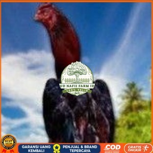 

telur ayam pelucker bangkok untuk di tetaskan UD NAFII FARM ID