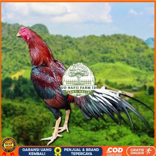 

TELUR AYAM EKOR LIDI KELABU (TERLARIS) UD NAFII FARM ID