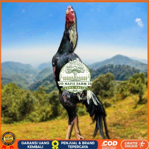 

telur ayam shamo eropa ori bisa untuk di tetaskan UD NAFII FARM ID