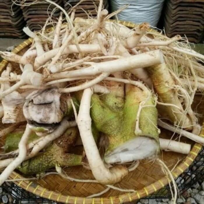 

AKAR PEPAYA SEGAR KEMASAN 1 KG SIAP KIRIM