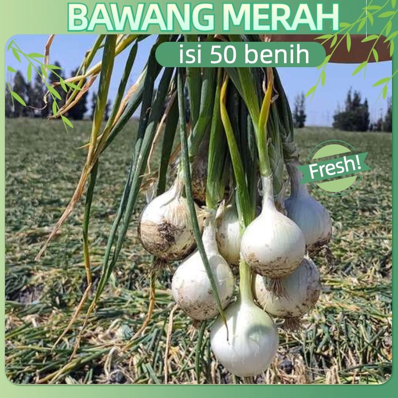 berhasil tinggi-50 Biji - Onion fresh seed Benih Bawang  MASERATI F1 Asli Belanda