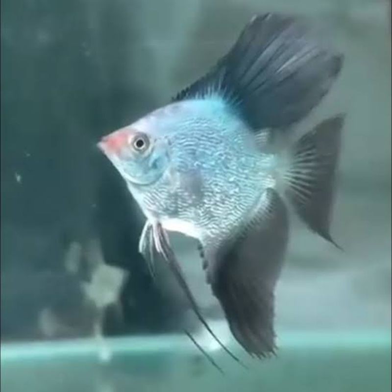 Manfish BSP Bulgarian Seal Point Kulit Jeruk