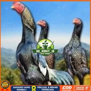 

telur tetas ayam shamo bangkok ori super garansi UD_GOBIT_ID