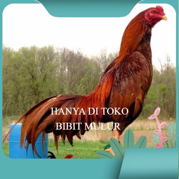 

3 EKOR TELUR BIRMA SUPER PROMO MURAH (COD) original berkualitas