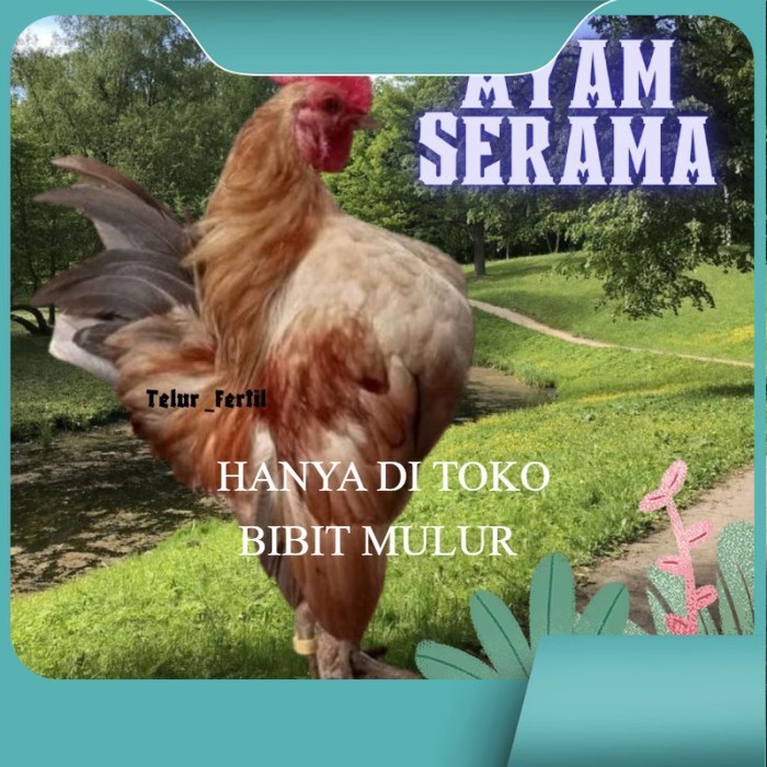 

telur ayam Kate Serama asli pendek original berkualitas