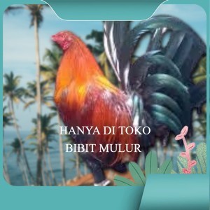 2pcs telur ayam Philipin asli AK47 untuk di tetaskan