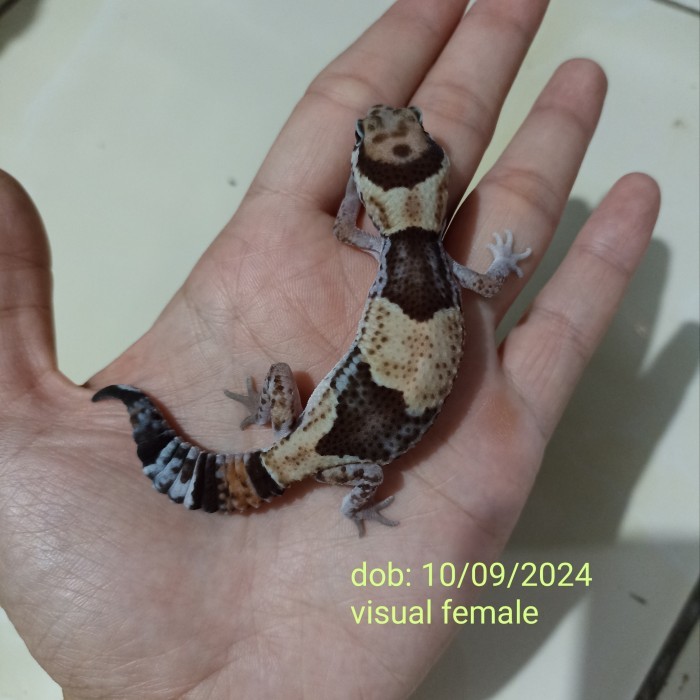 African fat tailed gecko normal het oreo (2)