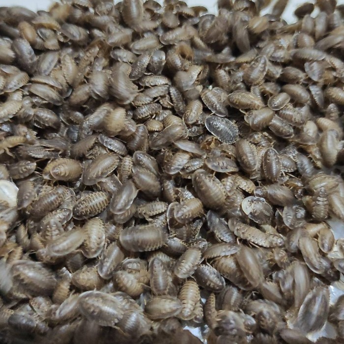 Kecoa Dubia 1,5 - 2 Cm Paket 1.000 Ekor