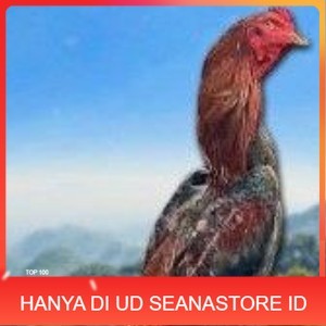 

telur ayam shamo original super garansi UD SEANASTORE ID