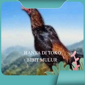 

telur ayam shamo original pilihan berkualitas