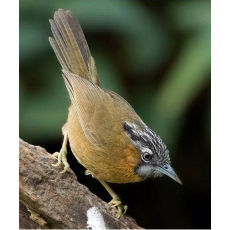 WAMBI MINI LOKAL/TERPUS LURIK