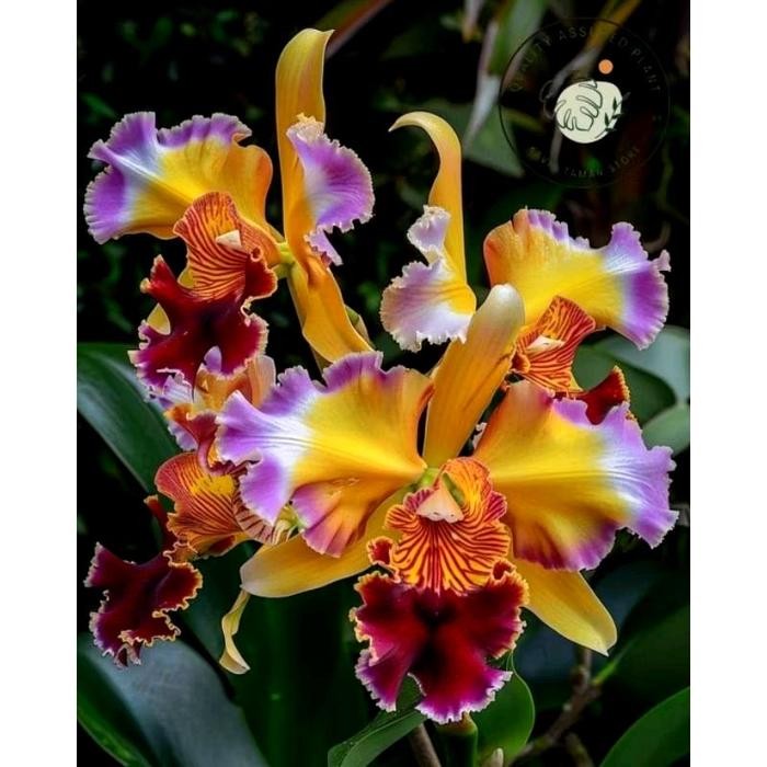 LING-LING TAMAN tanaman bunga anggrek dendrobium yellow sapphire // bibit anggrek siap berbunga