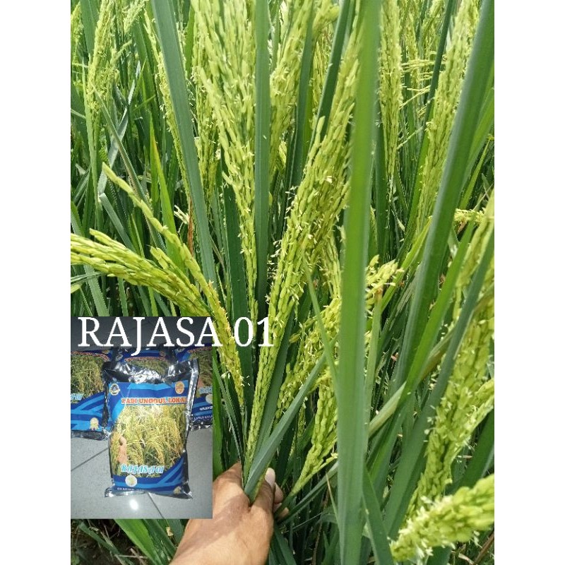 BENIH BIBIT PADI RAJASA 01 KEMASAN 1KG