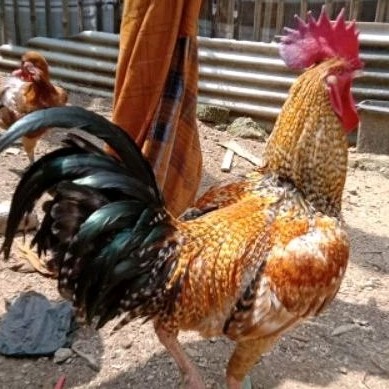 Telur Ayam Pelung Bulu Jali emas Untuk Ditetaskan | Fertil