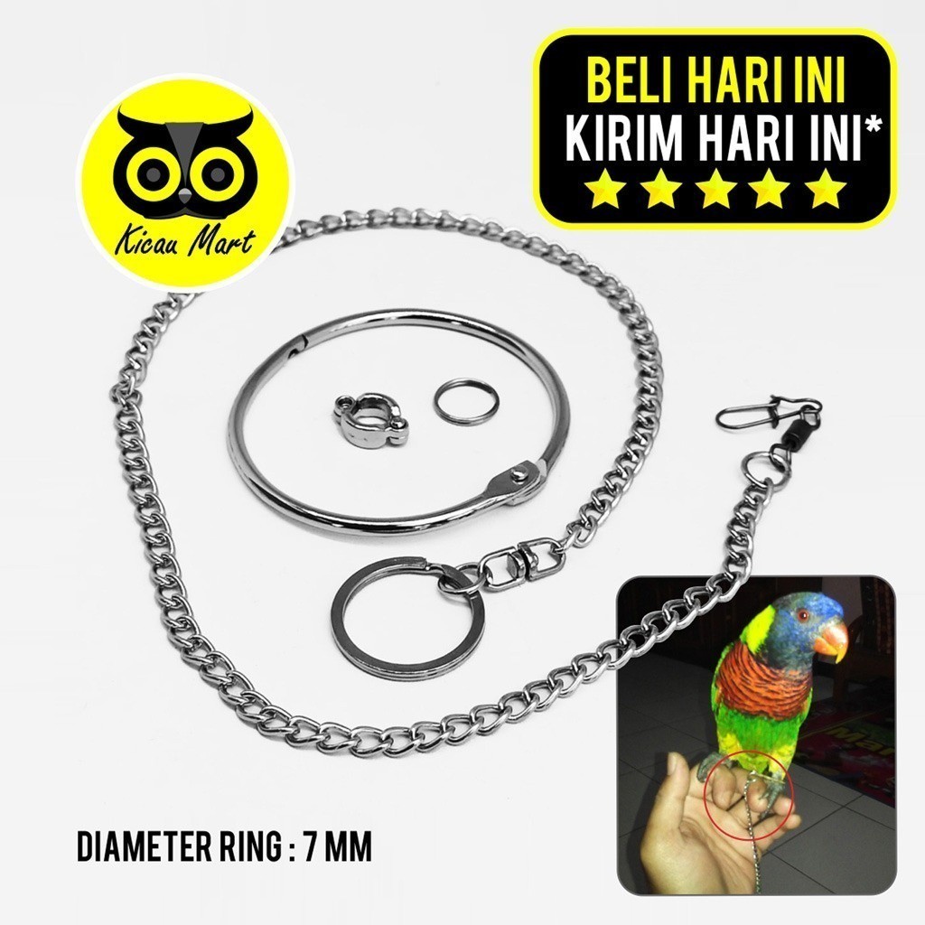 KICAU MART RANTAI FREE FLYING BURUNG NURI PELANGI PUTER PELUNG DERKUKU TEKUKUR RANTAI FULLSET GELANG