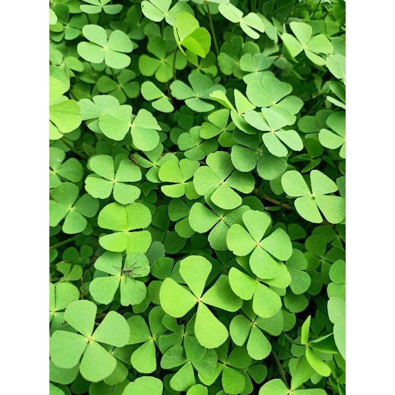 

Semanggi Sawah 500gram Untuk Kesehatan Tulang