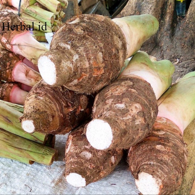 Talas bogor per 1 bonggol besar