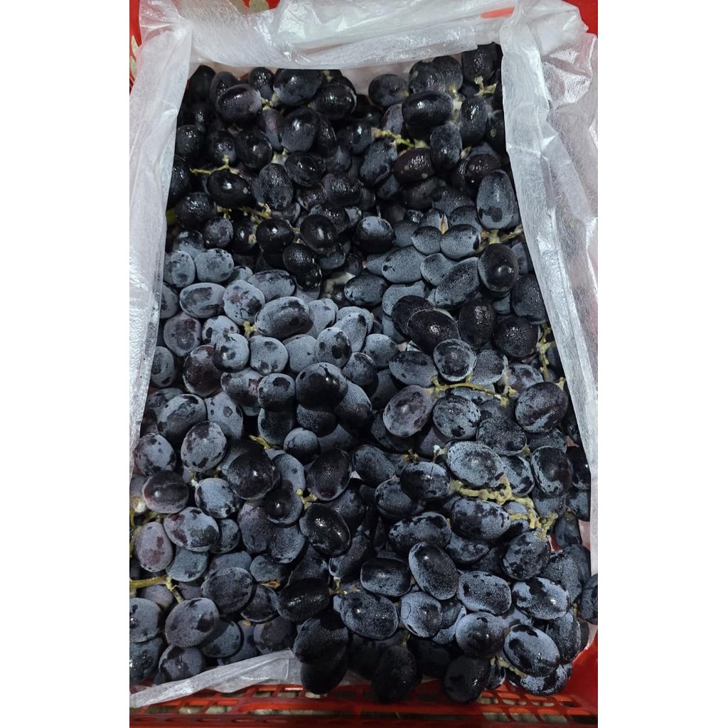 

Jual Buah Segar Buah Fresh Anggur Merah Anggur Muscat Sweet globe Anggur bali