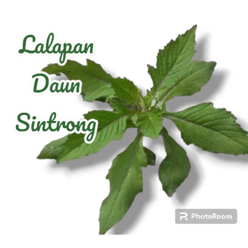 

Lalapan Daun Sintrong Segar Baru Petik per 100gram (Bebas Pestisida)