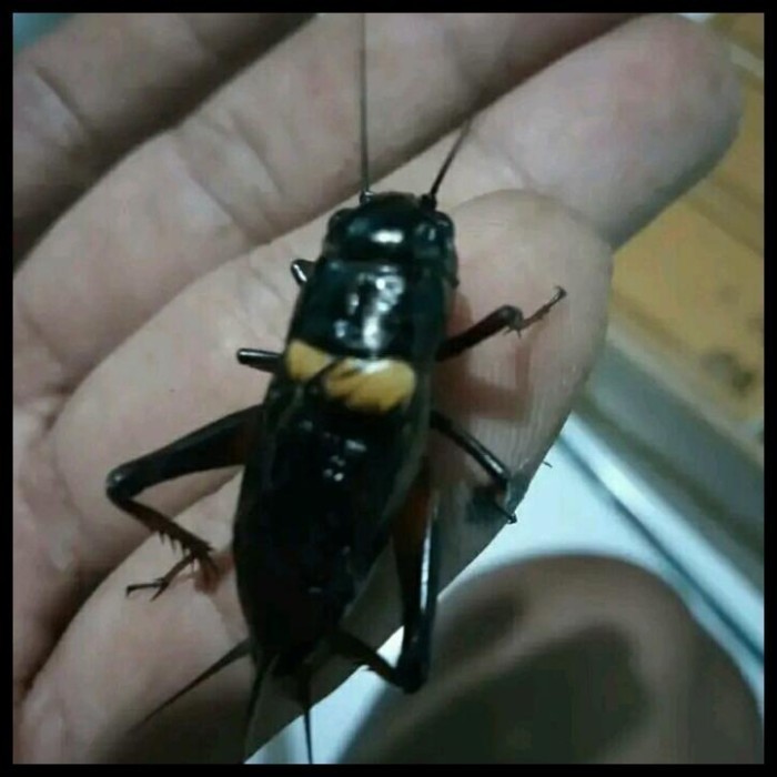 JK JK Jangkrik Aduan Jumbo Best Seller Jangkrik jaliteng jerabang .. ,