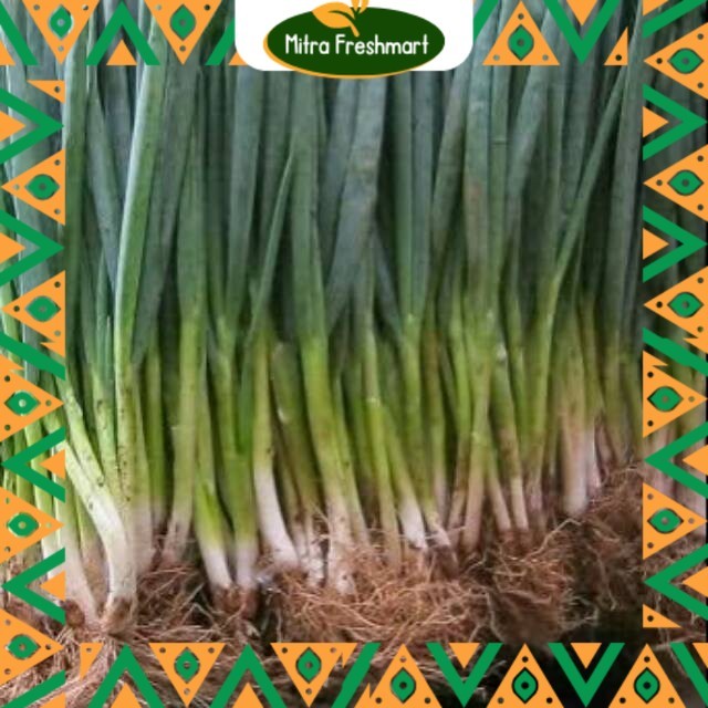 

Daun Bawang Besar Murah