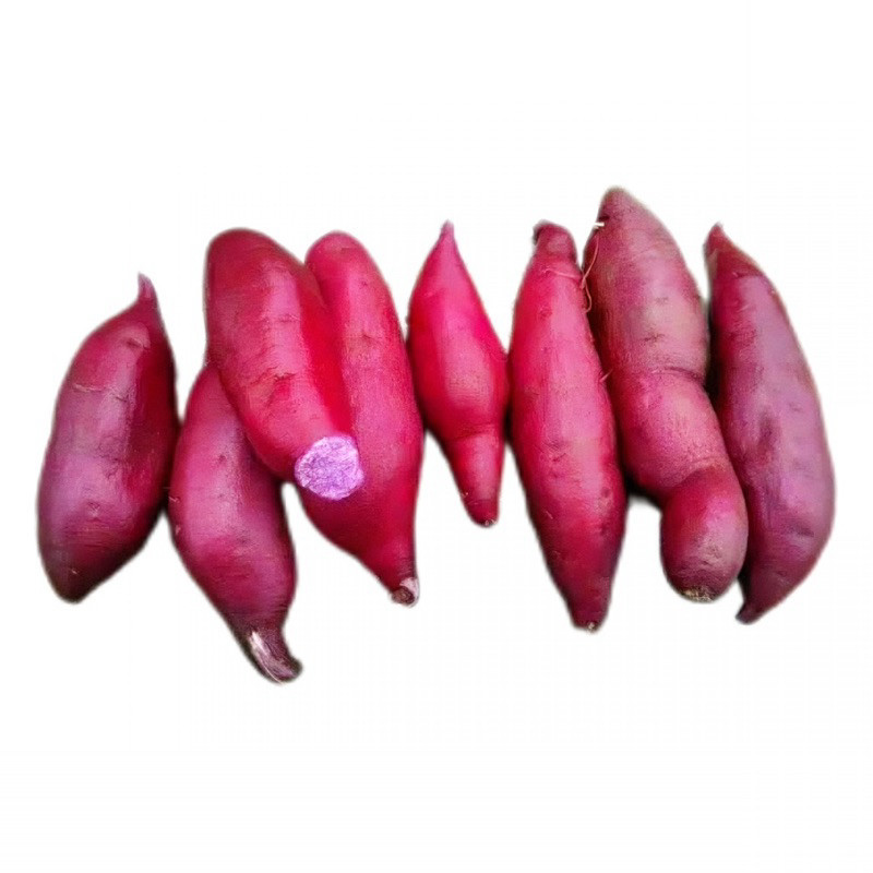 

TERLARIS ubi jalar ungu kecil 1kg isi 10-12 biji