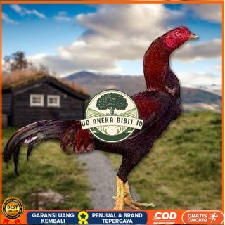 

Telur Ayam Pakhoy Tangguh Vertil Siap Di Tetaskan Jaminan Super Oiginal Bergaransi UD ANEKA BIBIT ID