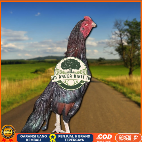 

telur ayam assel Parrot ori bisa untuk di tetaskan UD ANEKA BIBIT ID