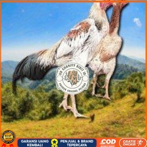 

telur tetas ayam shamo super big UD GHANIYY BIBIT ID