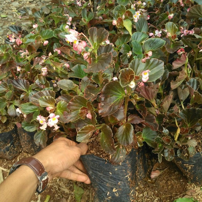 Tanaman Hias Begonia | Tanaman Bunga Begonia