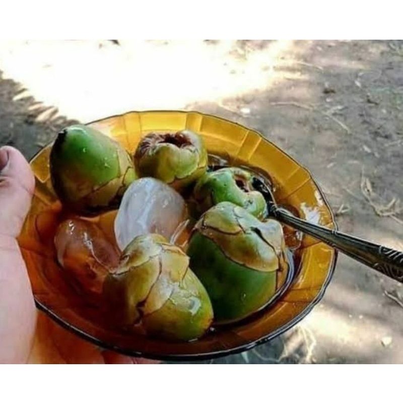 

Penurun gula darah Beluluk kelapa kelapa kecil tembuluk organik untuk obat herbal