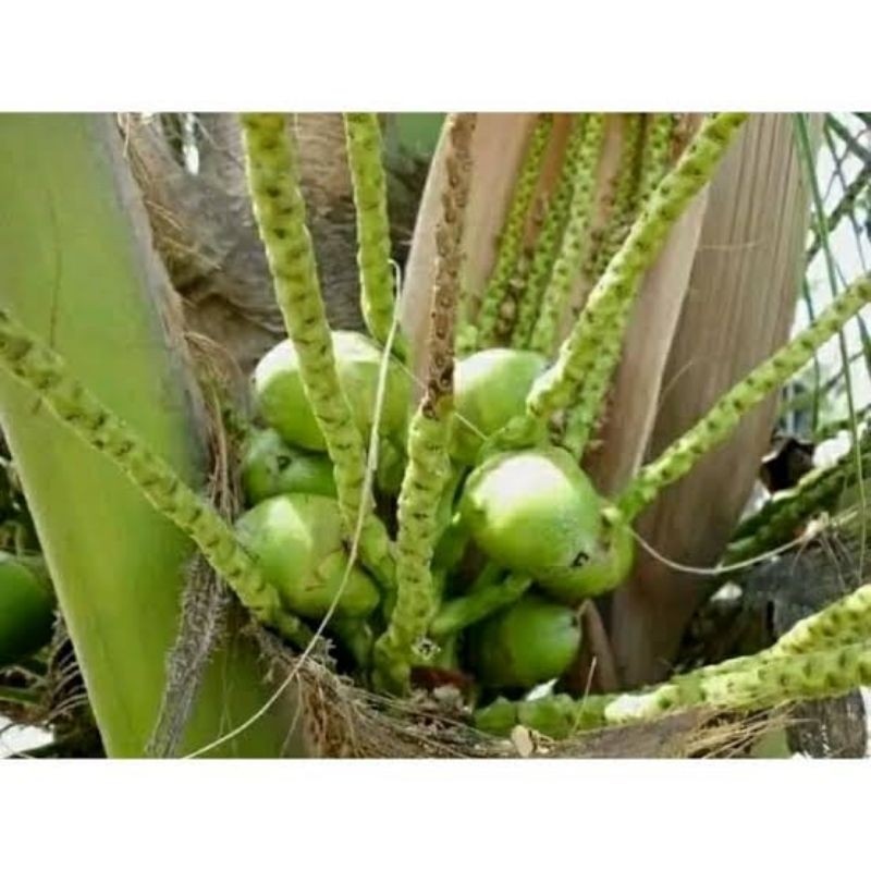 

10 buah kelapa kecil fresh / bluluk / tembuluk obat herbal