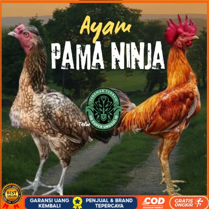 telur ayam Pama ninja original petarung bisa untuk di tetaskan berkualitas ori UD_SUPER_UNGGUL_ID