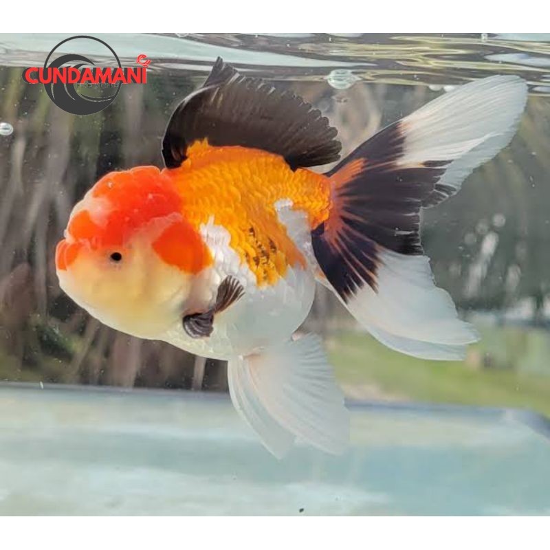 Hiasan aquarium oranda threecolor tricolor 10-12 cm gen bagongan