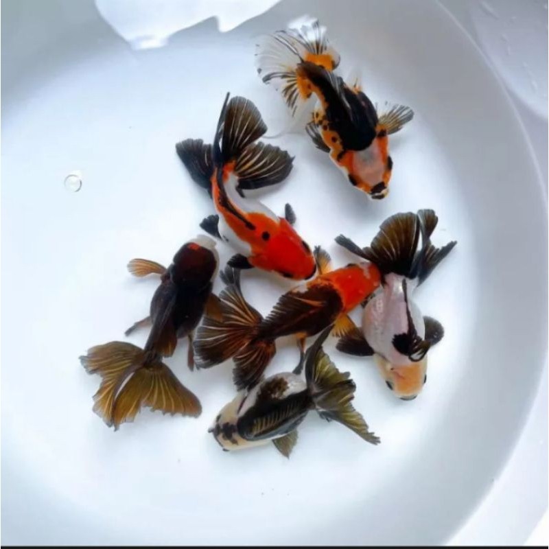 

MAS KOKI ORANDA TRICOLOR PAKET 4 EKOR SIZE 6-7 CM