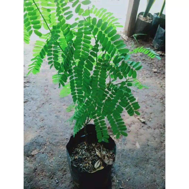 Pohon Herbal Saga Tanaman Obat Alami Tahan Lama