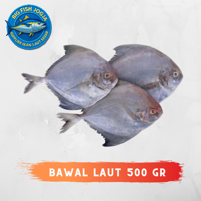 

Ikan Bawal Laut Segar Berkualitas - 500 Gram