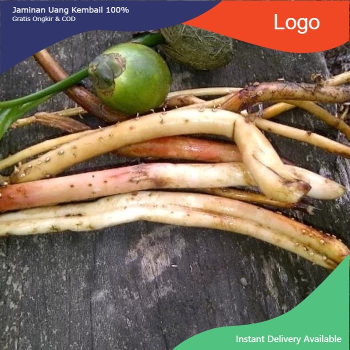

Promo COD Akar Pinang Muda Segar 1kg COD