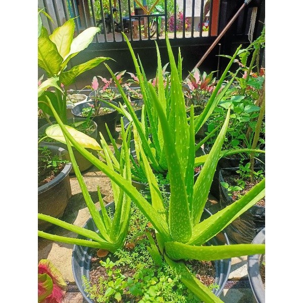 cod BIBIT LIDAH BUAYA JUMBO (ANAKAN)